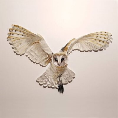 Owl viewable
