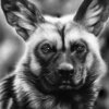 Alpha Wilddog by Godknows Masiri